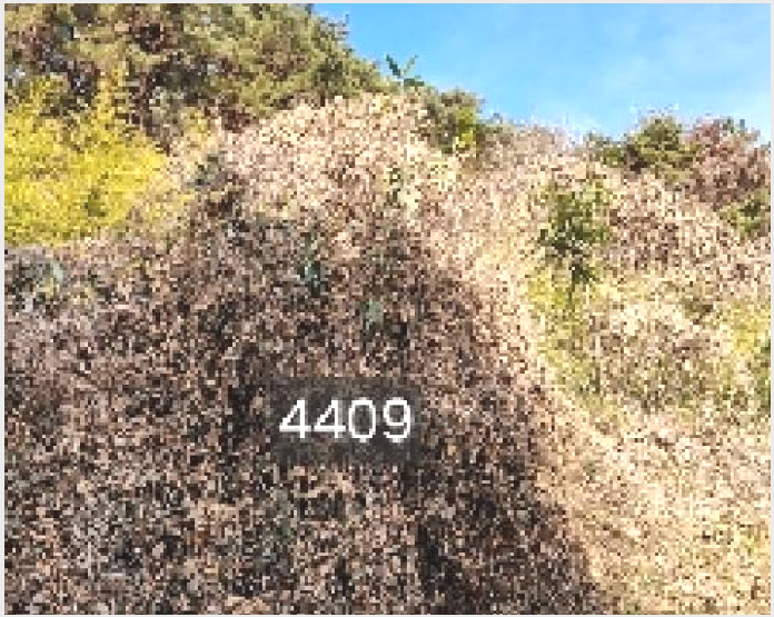 ÅäÁö(ÀÓ¾ß) »çÁø1 | ±âÀ屺 ö¸¶¸é ±¸Ä¥¸® | 2025Ÿ°æ4409 | ÅäÁö(ÀÓ¾ß)°æ¸Å