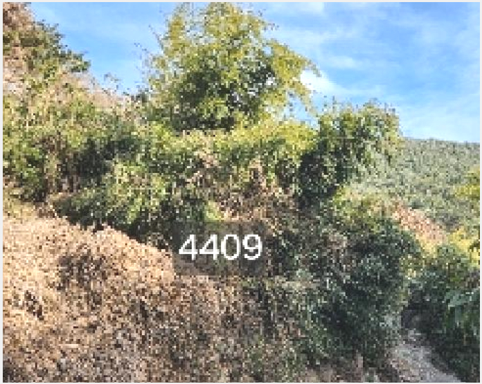 ÅäÁö(ÀÓ¾ß) »çÁø1 | ±âÀ屺 ö¸¶¸é ±¸Ä¥¸® | 2025Ÿ°æ4409 | ÅäÁö(ÀÓ¾ß)°æ¸Å