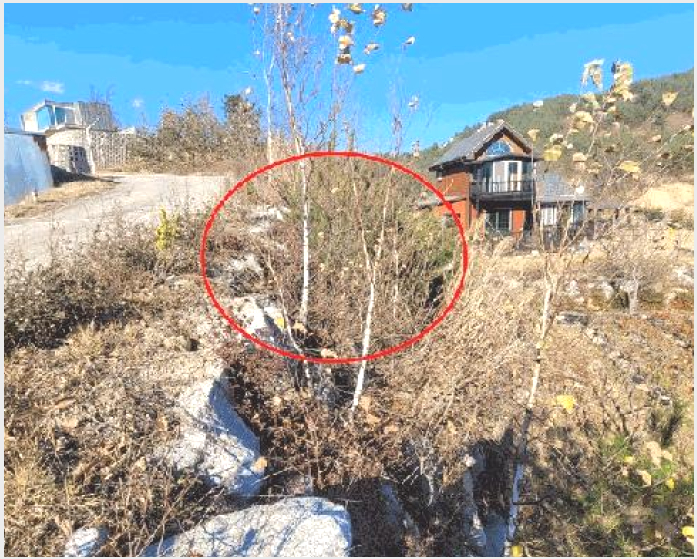 ÅäÁö(´ëÁö) »çÁø1 | °í¼º±º Á×¿Õ¸é ¾ßÃ̸® | 2025Ÿ°æ307 | ÅäÁö(´ëÁö)°æ¸Å