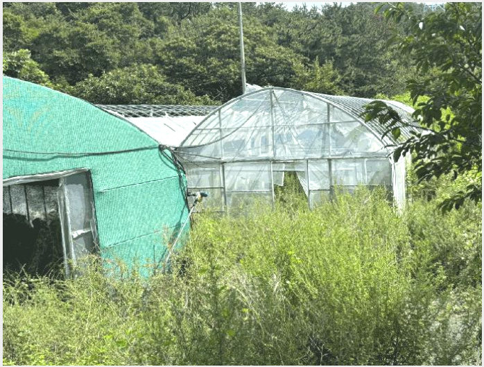 ÅäÁö(ÀÓ¾ß) »çÁø1 | ±âÀ屺 ö¸¶¸é ¿õõ¸® | 2025Ÿ°æ666 | ÅäÁö(ÀÓ¾ß)°æ¸Å