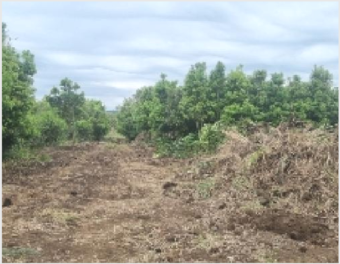 ÅäÁö(Àü) »çÁø1 | ¼±ÍÆ÷½Ã ¼º»êÀ¾ ½Ådz¸® | 2025Ÿ°æ1215 | ÅäÁö(Àü)°æ¸Å