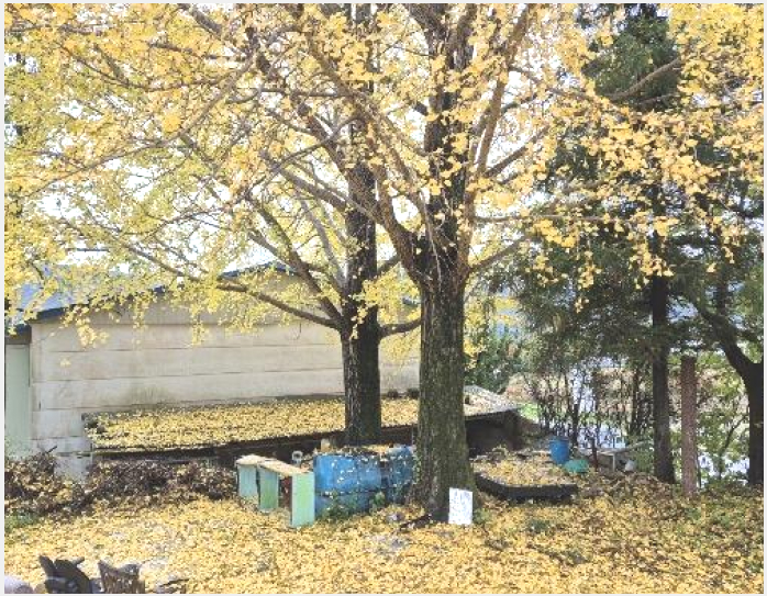 ÅäÁö(´ëÁö) »çÁø1 | °í¼º±º ±¸¸¸¸é È¿¶ô¸® | 2024Ÿ°æ4973 | ÅäÁö(´ëÁö)°æ¸Å