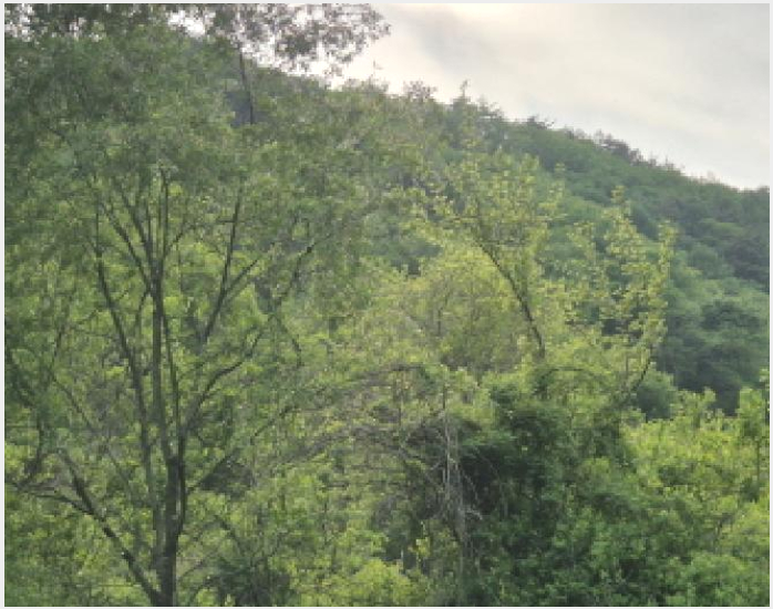 ÅäÁö(ÀÓ¾ß) »çÁø1 | ¿µ¾ç±º û±â¸é Åä°î¸® | 2025Ÿ°æ10228 | ÅäÁö(ÀÓ¾ß)°æ¸Å