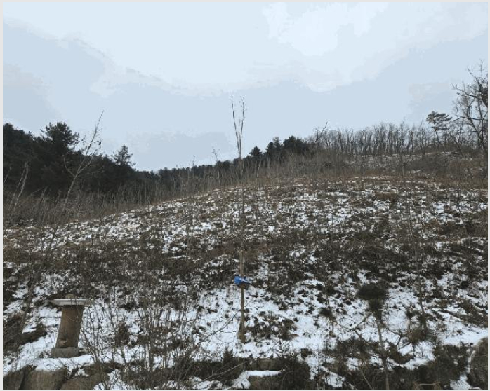 ÅäÁö(ÀÓ¾ß) »çÁø1 | ȫõ±º ¼¸é µ¿¸·¸® | 2025Ÿ°æ51063 | ÅäÁö(ÀÓ¾ß)°æ¸Å