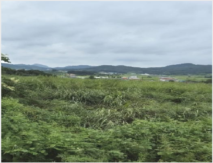 ÅäÁö(Àü) »çÁø1 | ¿µ±¤±º ¹¦·®¸é ¿î´ç¸® | 2025Ÿ°æ5290 | ÅäÁö(Àü)°æ¸Å