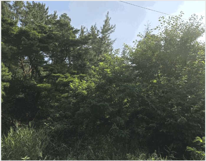ÅäÁö(ÀÓ¾ß) »çÁø1 | Æ÷Ç׽à ºÏ±¸ ÈïÇØÀ¾ | 2025Ÿ°æ3948 | ÅäÁö(ÀÓ¾ß)°æ¸Å