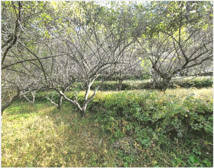 ÅäÁö(´ä) »çÁø1 | ¾ç»ê½Ã ¿øµ¿¸é ³»Æ÷¸® | 2025Ÿ°æ12065 | ÅäÁö(´ä)°æ¸Å