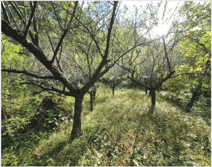 ÅäÁö(´ä) »çÁø1 | ¾ç»ê½Ã ¿øµ¿¸é ³»Æ÷¸® | 2025Ÿ°æ12065 | ÅäÁö(´ä)°æ¸Å