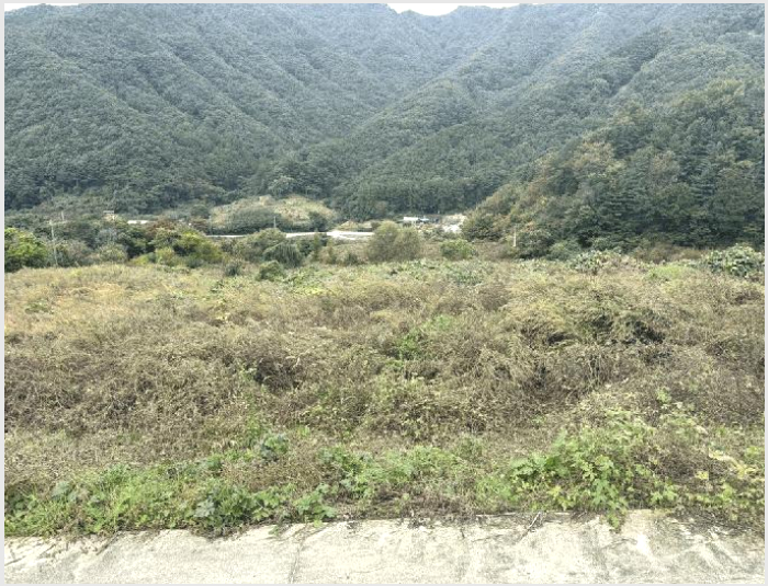 ÅäÁö(Àü) »çÁø1 | ÃæÁֽà ¼ö¾Èº¸¸é »ç¹®¸® | 2025Ÿ°æ30828 | ÅäÁö(Àü)°æ¸Å