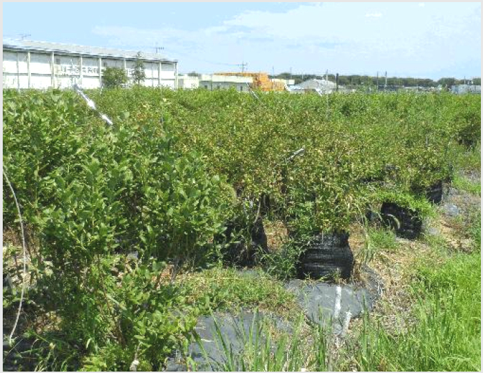 ÅäÁö(´ä) »çÁø1 | ´Þ¼º±º ³í°øÀ¾ ±ÝÆ÷¸® | 2025Ÿ°æ2269 | ÅäÁö(´ä)°æ¸Å