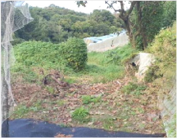 ÅäÁö(´ä) »çÁø1 | °æ»ê½Ã ³²Ãµ¸é »ï¼º¸® | 2025Ÿ°æ8785 | ÅäÁö(´ä)°æ¸Å