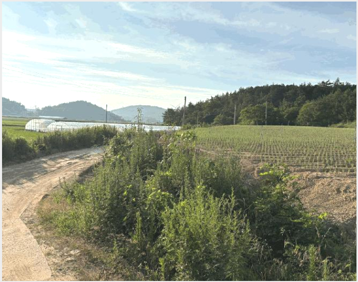 ÅäÁö(´ëÁö) »çÁø1 | ½Å¾È±º ÀÚÀº¸é ¸éÀü¸® | 2025Ÿ°æ51200 | ÅäÁö(´ëÁö)°æ¸Å