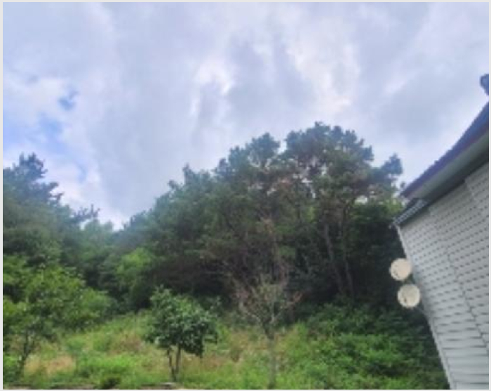 ÅäÁö(¹¦Áö) »çÁø1 | ÇԾȱº ¹ý¼ö¸é À±³»¸® | 2024Ÿ°æ103317 | ÅäÁö(¹¦Áö)°æ¸Å