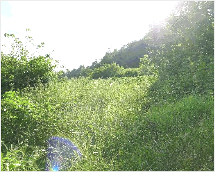 ÅäÁö(Àü) »çÁø1 | ±¸¹Ì½Ã ¼±»êÀ¾ Á×À帮 | 2025Ÿ°æ11247 | ÅäÁö(Àü)°æ¸Å