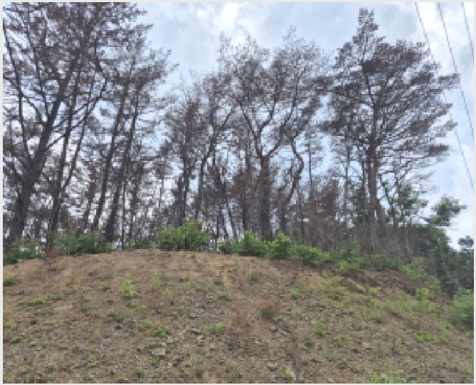»çÁø10¹øÂ° | 2025Ÿ°æ10257 | °æ»óºÏµµ ¿µ´ö±º ¿µ´öÀ¾ ȼö¸® ÀӾ߰æ¸Å