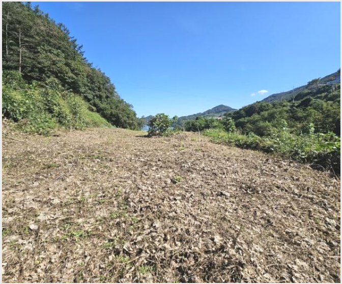 »çÁø7¹øÂ° | 2023Ÿ°æ6528 | ÃæÃ»ºÏµµ ´Ü¾ç±º ´Ü¼º¸é ´ëÀḮ ÀӾ߰æ¸Å