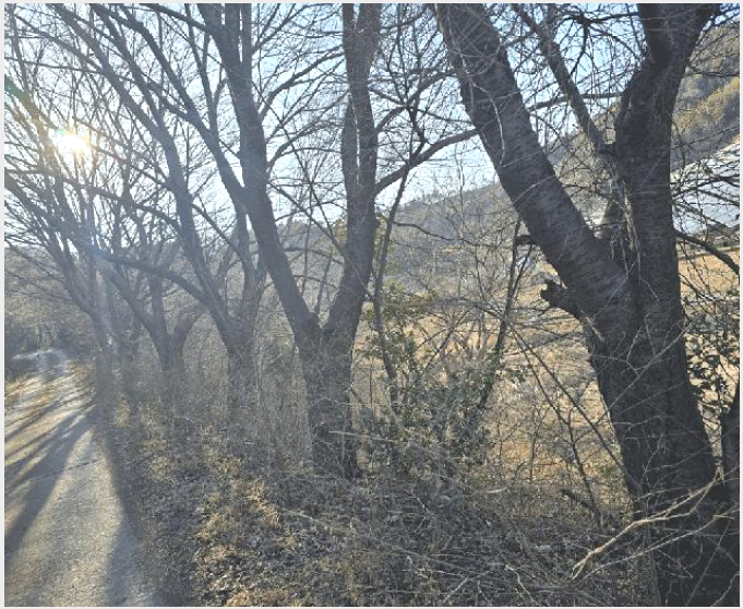 »çÁø1¹øÂ° | 2026Ÿ°æ50056 | Àü¶ó³²µµ ¿©¼ö½Ã ¼Ò¶ó¸é ºÀµÎ¸® Àü°æ¸Å