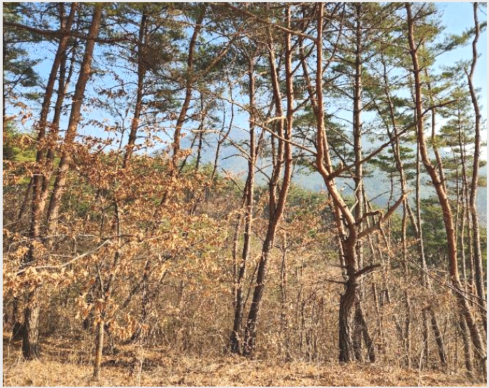 »çÁø1¹øÂ° | 2024Ÿ°æ6631 | °æ»ó³²µµ »êû±º ´Ü¼º¸é ¿î¸® ÀӾ߰æ¸Å