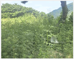  2025Ÿ��31650 �뱸 �޼��� ������ �縮 ��31-15      ����(�Ӿ�)���