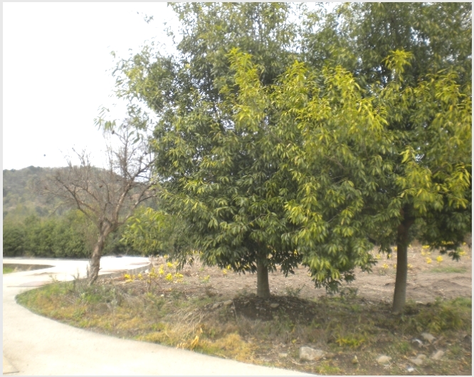 �� 6-��õ�� ���� ���긮-��
