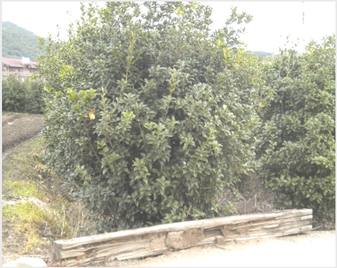 �� 10-��õ�� ���� ���긮-��