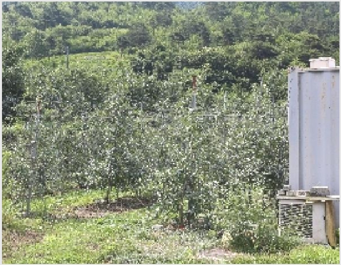 �� 5-�о�� �곻�� �۹鸮-��
