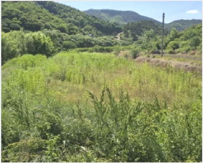 �� 6-�Ծ籺 ������ ��鸮-��