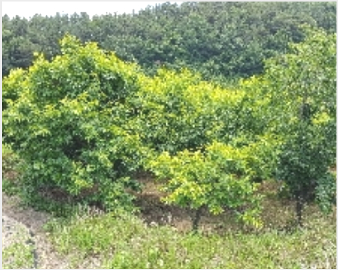 �� 10-����� Ȳ�浿 1107-��