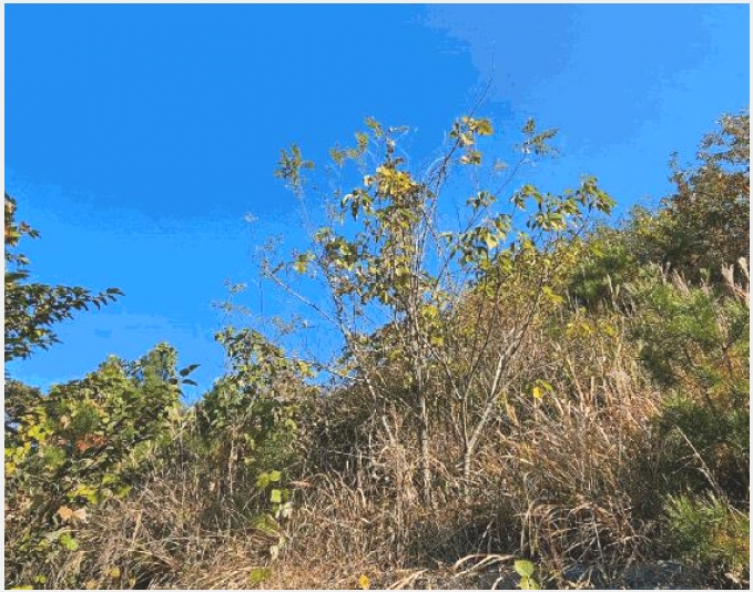 �Ӿ� 5-�뿵�� ����� ������-�Ӿ�