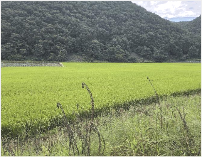 �� 4-������ ��ܸ� ��븮-��