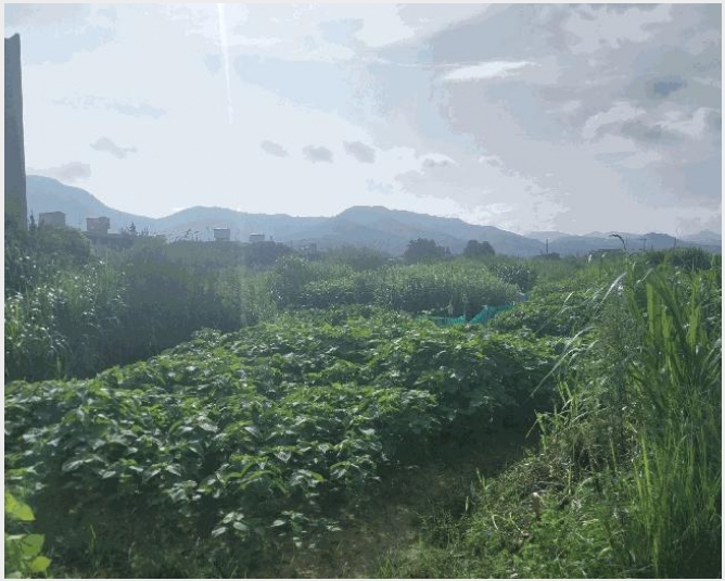 �� 7-������ �ۻ굿 53-7-��
