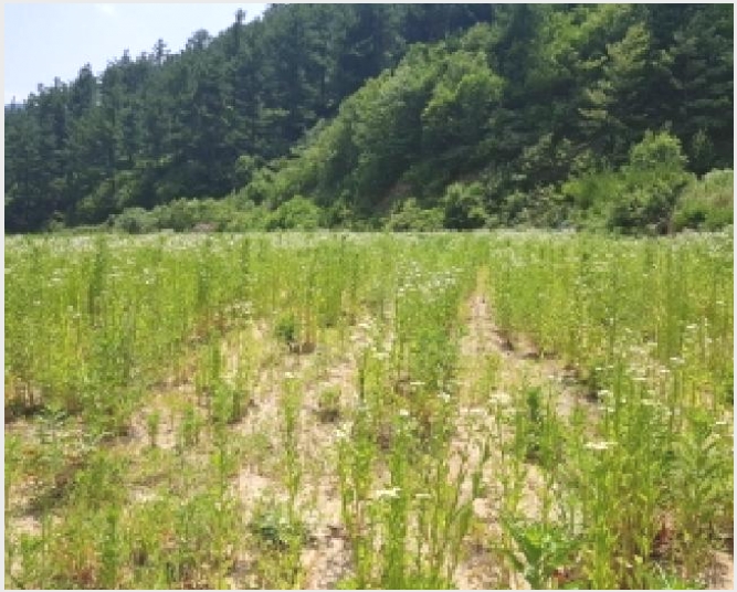 �� 8-������ �ϸ� ��븮-��