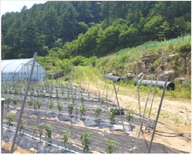 �� 5-������ �ϸ� ��븮-��