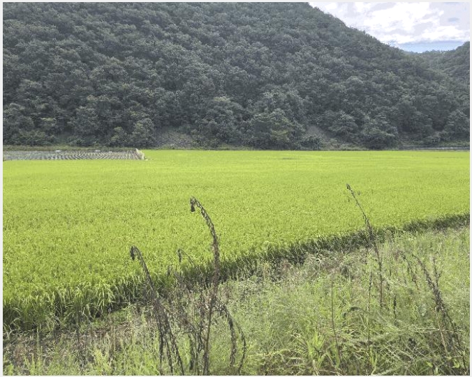 �� 4-������ ��ܸ� ��븮-��