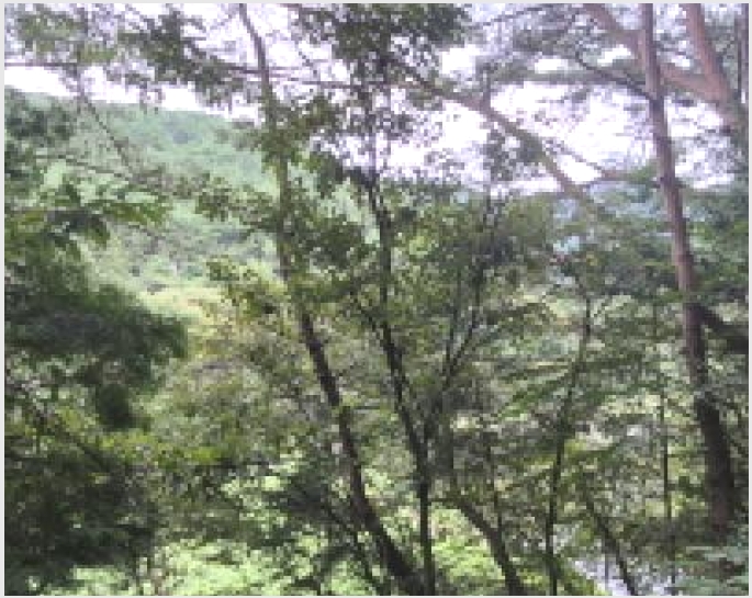 �Ӿ� 5-������ ������ ħ����-�Ӿ�