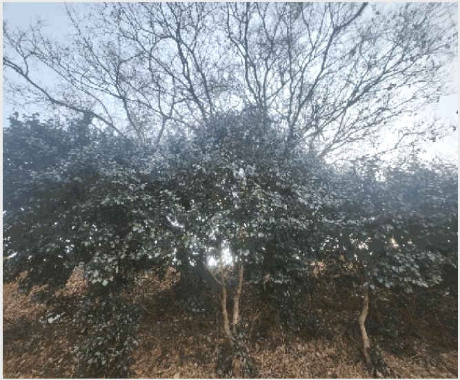 �Ӿ� 5-�뿵�� ������ Ȳ��-�Ӿ�