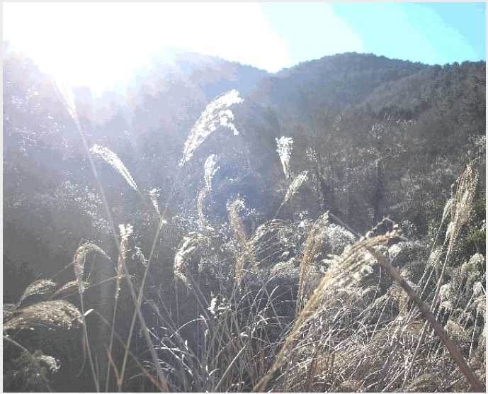 �Ӿ� 8-������ ȣ���� ��41-11-�Ӿ�