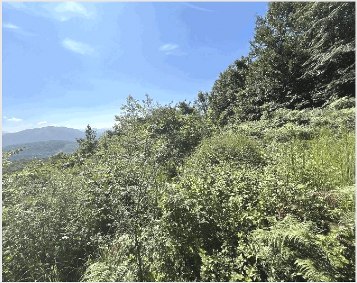 �� 5-�ӽǱ� ���̸� ������-��