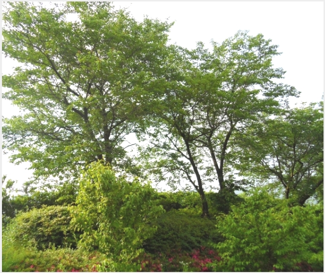 �ܵ�(ȣ��) 8-���ʱ� �굿�� ���긮-�ܵ�(ȣ��)